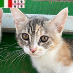 Image Image