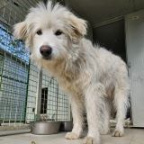 https://www.respektiere.com/cms/images/stories/Futternapf/Futternapf_Hunde/A_2024/2024H/cosimo.jpg