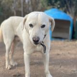 https://www.respektiere.com/cms/images/stories/Futternapf/Futternapf_Hunde/A_2024/2024H/santo.jpg
