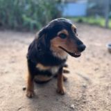 https://www.respektiere.com/cms/images/stories/Futternapf/Futternapf_Hunde/A_2025/bruno.jpg