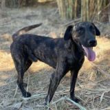 https://www.respektiere.com/cms/images/stories/Futternapf/Futternapf_Hunde/A_2026/amos.jpg