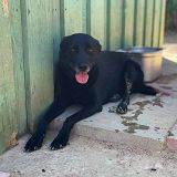 https://www.respektiere.com/cms/images/stories/Futternapf/Futternapf_Hunde/A_2026/athena01.jpg