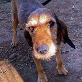 https://www.respektiere.com/cms/images/stories/Futternapf/Futternapf_Hunde/A_2026/bella.jpg