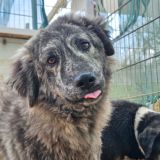 https://www.respektiere.com/cms/images/stories/Futternapf/Futternapf_Hunde/A_2026/chira.jpg