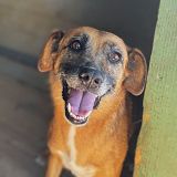 https://www.respektiere.com/cms/images/stories/Futternapf/Futternapf_Hunde/A_2026/cindy.jpg