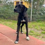 https://www.respektiere.com/cms/images/stories/Futternapf/Futternapf_Hunde/A_2026/daphne.jpg