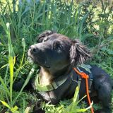 https://www.respektiere.com/cms/images/stories/Futternapf/Futternapf_Hunde/A_2026/dusty.jpg
