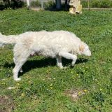 https://www.respektiere.com/cms/images/stories/Futternapf/Futternapf_Hunde/A_2026/falala.jpg