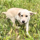 https://www.respektiere.com/cms/images/stories/Futternapf/Futternapf_Hunde/A_2026/falena.jpg