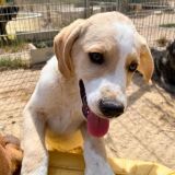 https://www.respektiere.com/cms/images/stories/Futternapf/Futternapf_Hunde/A_2026/falo.jpg