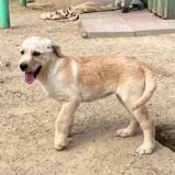 https://www.respektiere.com/cms/images/stories/Futternapf/Futternapf_Hunde/A_2026/fanta.jpg