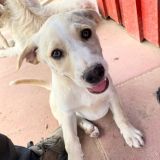 https://www.respektiere.com/cms/images/stories/Futternapf/Futternapf_Hunde/A_2026/ferula.jpg