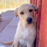 https://www.respektiere.com/cms/images/stories/Futternapf/Futternapf_Hunde/A_2026/franca01.jpg