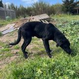 https://www.respektiere.com/cms/images/stories/Futternapf/Futternapf_Hunde/A_2026/furio.jpg