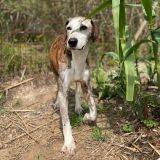 https://www.respektiere.com/cms/images/stories/Futternapf/Futternapf_Hunde/A_2026/ganzo.jpg