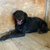 https://www.respektiere.com/cms/images/stories/Futternapf/Futternapf_Hunde/A_2026/giunone.jpg