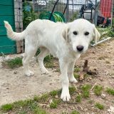 https://www.respektiere.com/cms/images/stories/Futternapf/Futternapf_Hunde/A_2026/hans.jpg