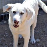 https://www.respektiere.com/cms/images/stories/Futternapf/Futternapf_Hunde/A_2026/heidi.jpg