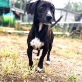 https://www.respektiere.com/cms/images/stories/Futternapf/Futternapf_Hunde/A_2026/ingo.jpg