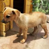 https://www.respektiere.com/cms/images/stories/Futternapf/Futternapf_Hunde/A_2026/marmo.jpg