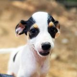 https://www.respektiere.com/cms/images/stories/Futternapf/Futternapf_Hunde/A_2026/milka.jpg