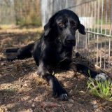 https://www.respektiere.com/cms/images/stories/Futternapf/Futternapf_Hunde/A_2026/mina.jpg