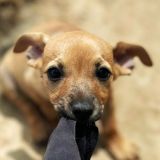 https://www.respektiere.com/cms/images/stories/Futternapf/Futternapf_Hunde/A_2026/mini%20mina.jpg