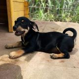 https://www.respektiere.com/cms/images/stories/Futternapf/Futternapf_Hunde/A_2026/mirto.jpg