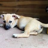 https://www.respektiere.com/cms/images/stories/Futternapf/Futternapf_Hunde/A_2026/monkey.jpg