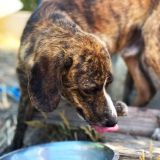 https://www.respektiere.com/cms/images/stories/Futternapf/Futternapf_Hunde/A_2026/nello.jpg