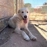 https://www.respektiere.com/cms/images/stories/Futternapf/Futternapf_Hunde/A_2026/ole.jpg