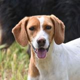 https://www.respektiere.com/cms/images/stories/Futternapf/Futternapf_Hunde/A_2026/oluccia01.jpg