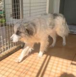 https://www.respektiere.com/cms/images/stories/Futternapf/Futternapf_Hunde/A_2026/oscar.jpg