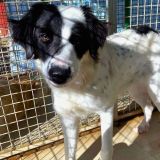 https://www.respektiere.com/cms/images/stories/Futternapf/Futternapf_Hunde/A_2026/paloma.jpg