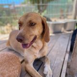 https://www.respektiere.com/cms/images/stories/Futternapf/Futternapf_Hunde/A_2026/paul.jpg