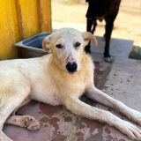https://www.respektiere.com/cms/images/stories/Futternapf/Futternapf_Hunde/A_2026/quiz.jpg