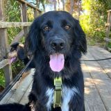 https://www.respektiere.com/cms/images/stories/Futternapf/Futternapf_Hunde/A_2026/romeo.jpg