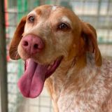 https://www.respektiere.com/cms/images/stories/Futternapf/Futternapf_Hunde/A_2026/ruth.jpg