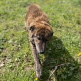 https://www.respektiere.com/cms/images/stories/Futternapf/Futternapf_Hunde/A_2026/sonia.jpg