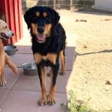 https://www.respektiere.com/cms/images/stories/Futternapf/Futternapf_Hunde/A_2026/tania.jpg