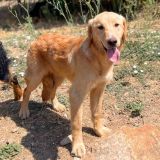 https://www.respektiere.com/cms/images/stories/Futternapf/Futternapf_Hunde/A_2026/terra.jpg