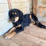 https://www.respektiere.com/cms/images/stories/Futternapf/Futternapf_Hunde/A_2026/timida.jpg