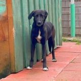 https://www.respektiere.com/cms/images/stories/Futternapf/Futternapf_Hunde/A_2026/trilly.jpg