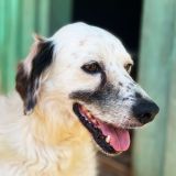 https://www.respektiere.com/cms/images/stories/Futternapf/Futternapf_Hunde/A_2026/vanni.jpg