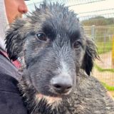 https://www.respektiere.com/cms/images/stories/Futternapf/Futternapf_Hunde/A_2026/viela.jpg