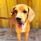 https://www.respektiere.com/cms/images/stories/Futternapf/Futternapf_Hunde/A_2026/zorro.jpg
