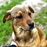 https://www.respektiere.com/cms/images/stories/Futternapf/Futternapf_Hunde/A_2026/zuppa.jpg