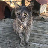 https://www.respektiere.com/cms/images/stories/Futternapf/Futternapf_Katzen/A_2021/aroma.jpg