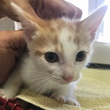 https://www.respektiere.com/cms/images/stories/Futternapf/Futternapf_Katzen/A_2021/bali.jpg