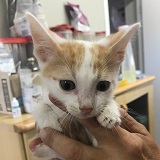 https://www.respektiere.com/cms/images/stories/Futternapf/Futternapf_Katzen/A_2021/bu.jpg